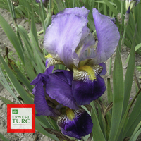 Miniature Iris ( Germanica Group )
