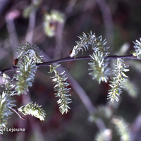 Miniature Salix caprea