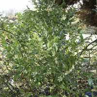 Miniature Sarcococca ruscifolia