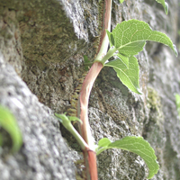Miniature Hydrangea anomala subsp. petiolaris