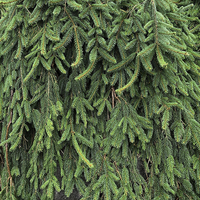 Miniature Picea abies 'Inversa'
