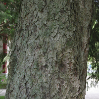 Miniature Picea abies