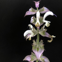 Miniature Salvia sclarea