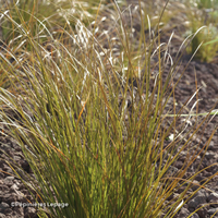Miniature Carex testacea