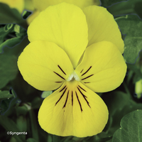 Miniature Viola ( Cornuta Hybrids Group ) 'Endurio Yellow' ( ENDURIO® series )