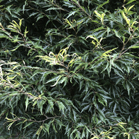 Miniature Fagus sylvatica 'Aspleniifolia'