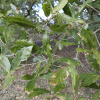 Miniature Quercus x turneri 'Pseudoturneri'