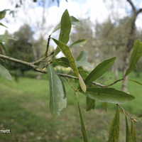 Miniature Quercus nigra