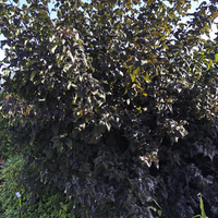 Miniature Physocarpus opulifolius 'Diabolo'