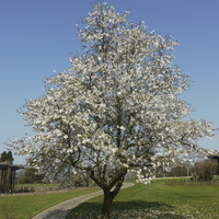 Miniature Magnolia x loebneri