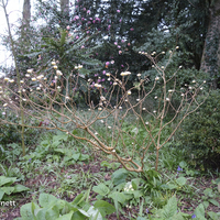 Miniature Edgeworthia chrysantha