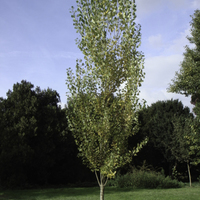 Miniature Populus nigra 'Italica'