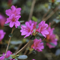Miniature Rhododendron japonoheptamerum