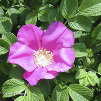 Miniature Rosa rugosa