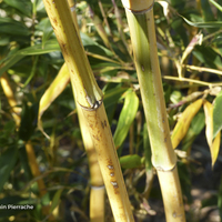 Miniature Phyllostachys bambusoides
