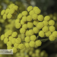 Miniature Helichrysum italicum