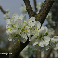 Miniature Prunus domestica