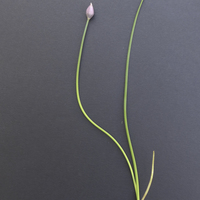 Miniature Allium schoenoprasum