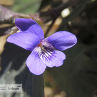 Miniature Viola labradorica