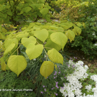 Miniature Cercis canadensis 'Hearts of Gold'