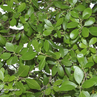Miniature Phillyrea latifolia