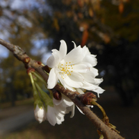 Miniature Prunus x subhirtella 'Autumnalis'