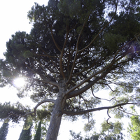 Miniature Pinus pinea