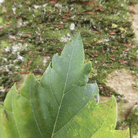 Miniature Zelkova carpinifolia