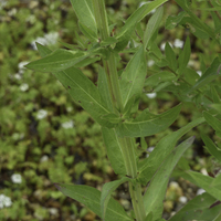 Miniature Lythrum salicaria
