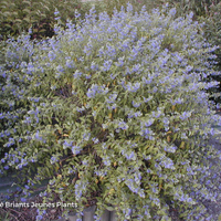 Miniature Caryopteris x clandonensis 'Heavenly Blue'