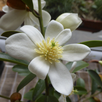 Miniature Magnolia laevifolia