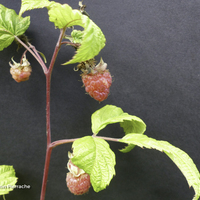 Miniature Rubus idaeus