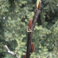 Miniature Salix magnifica