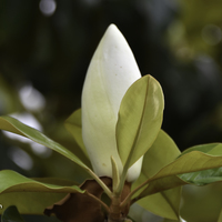 Miniature Magnolia grandiflora