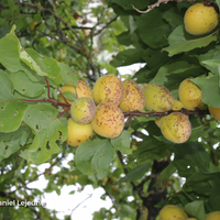 Miniature Prunus armeniaca