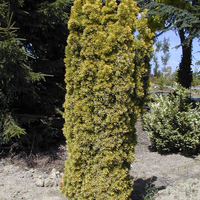 Miniature Taxus baccata ( Fastigiata Aurea Group )