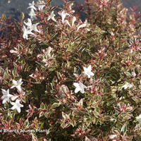 Miniature Abelia x grandiflora 'Prostrata Variegata'