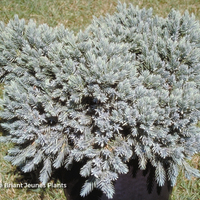 Miniature Juniperus squamata 'Blue Star'
