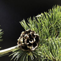 Miniature Pinus parviflora ( Glauca Group )