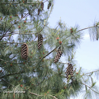 Miniature Pinus wallichiana