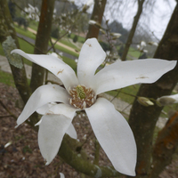 Miniature Magnolia salicifolia