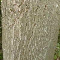 Miniature Quercus libani