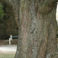 Miniature Quercus rubra