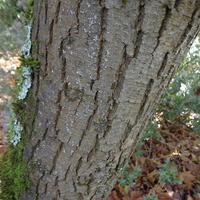 Miniature Acer macrophyllum
