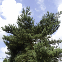 Miniature Pinus sylvestris