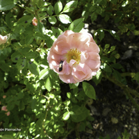 Miniature Rosa 'Keitoli' FERDY®