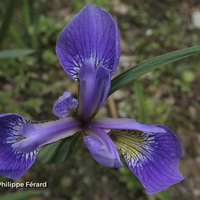 Miniature Iris versicolor