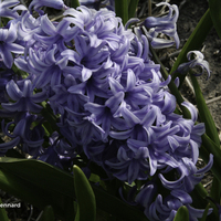 Miniature Hyacinthus orientalis 'Blue Giant'