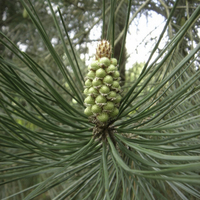 Miniature Pinus pinaster