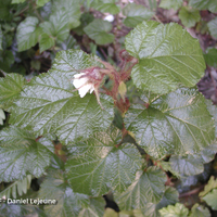 Miniature Rubus tricolor